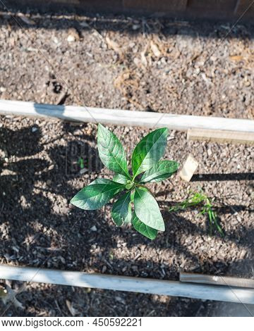 Top View Young Bitter Leaf Plant Vernonia Amygdalina Growing On Narrow Wooden Raised Bed Garden Near