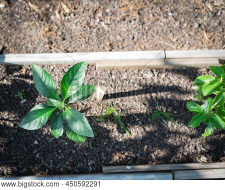 Top View Young Bitter Leaf Plant Vernonia Amygdalina Growing On Narrow Wooden Raised Bed Garden Near