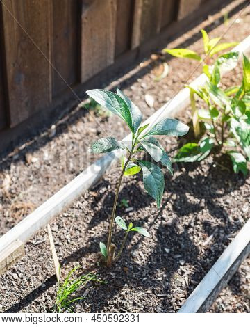 Herb Raised Bed Near Wooden Fence With Young Bitter Leaf Vernonia Amygdalina And Other Herb Plants N