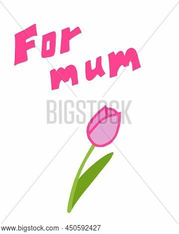 Pink Tulip In The Greeting Card On The Women's Day.