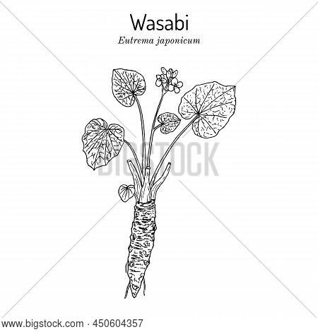 Wasabi Or Japanese Horseradish Eutrema Japonicum , Edible Plant. Hand Drawn Botanical Vector Illustr