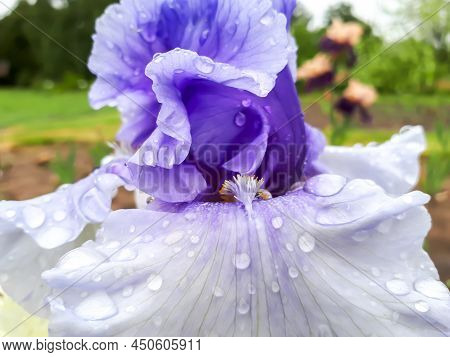 Close-up Shot Of White And Purple Bearded Iris Or German Bearded Iris (iris 