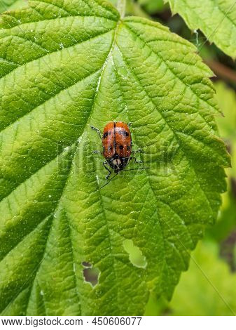 Close-up Shot Of Leaf Beetle (cryptocephalus Octopunctatus) - Red With Black Spots Crawling On A Gre