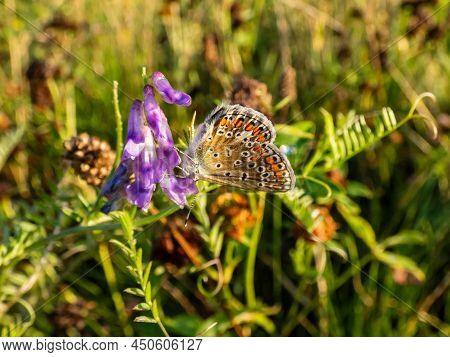 Close-up Of The Adult Common Blue Butterfly Or European Common Blue (polyommatus Icarus) With Visibl