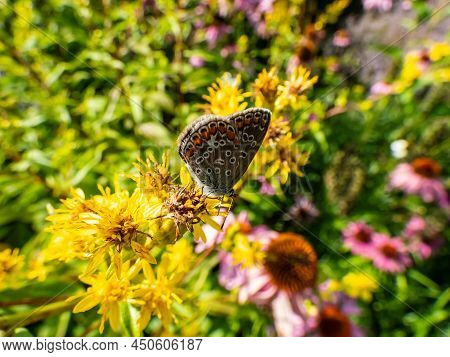 Close-up Of The Adult Common Blue Butterfly Or European Common Blue (polyommatus Icarus) With Visibl