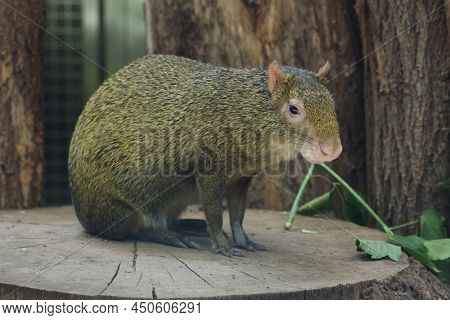 Azara's agouti (Dasyprocta azarae). Wildlife animal. 