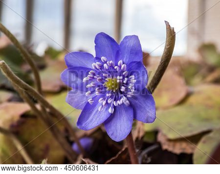 Beautiful Macro Shot Of A First Single Wildflower Large Blue Hepatica (hepatica Transsilvanica) Star