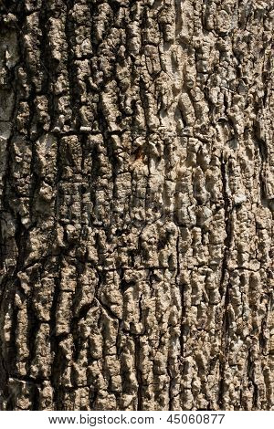 textura da casca