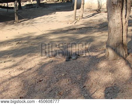Monitor Lizard. Komodo Dragon A Species Of Lizards From The Monitor Lizard Family. The Species Is Di