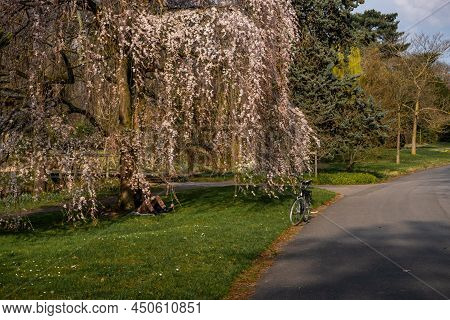 A Man Chilling And Leaning Against A Flowered Tree In The Pre Catelan Park In Paris