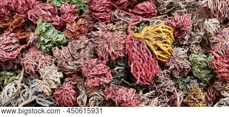 Dried Painted Colorful Plants Of Jericho Rose, Heart Of Desert, Hand Of Mary, Anastatica Hierochunti