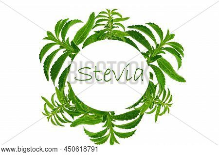 Stevia Frame. Green Twig And The Inscription Stevia Isolated On White Background.stevia Plant. Natur