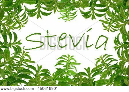 Stevia Frame. Green Twig And The Inscription Stevia Isolated On White Background.stevia Plant. Natur