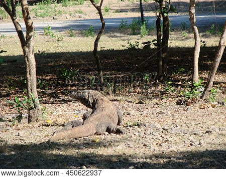 Monitor Lizard. Komodo Dragon A Species Of Lizards From The Monitor Lizard Family. The Species Is Di