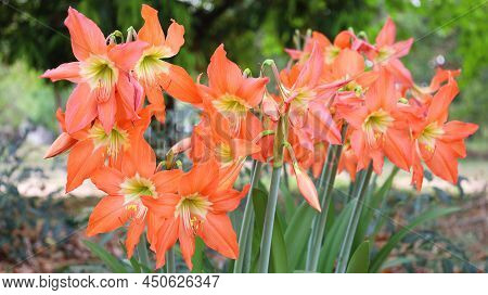 Star Lily, Hippeastrum Johnsonii Bury. Amaryllidaceae Or Orange Four-way Flowers Bloom Beautifully I