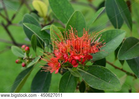 Golden Penda (xanthostemon Chrysanthus) Is A Fabulous Rainforest Tree That Thrives In Sub-tropical A