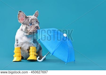 French Bulldog Dog Puppy With Umbrella And Rain Boots On Blue Background With Copy Space
