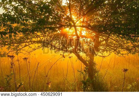 Beautiful Spring Sunreise Landscape With Trees. Seasonal Scenery Of Northern Europe.