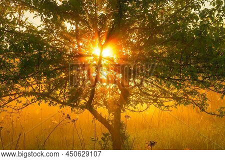 Beautiful Spring Sunreise Landscape With Trees. Seasonal Scenery Of Northern Europe.