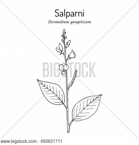 Salparni Desmodium Gangeticum , Medicinal Plant. Hand Drawn Botanical Vector Illustration