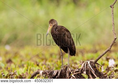 Limpkin Standing On A Branch Just Above Water In Wetland Of Pantanal, Brazil
