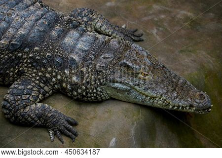 A View From Above Of A Large Crocodile With Large Teeth
