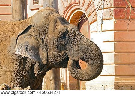 Close-up Of An Adult Large Elephant In The Park