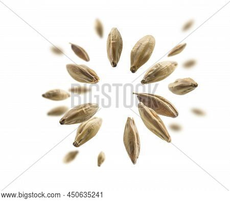 Barley Malt Grains Levitate On A White Background
