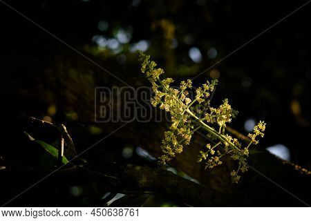 Mango Fruit Inflorescence With Sunlight On It And Dark Background With Selective Focus.