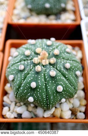 Closeup Of Amazing Potted Astrophytum Asterias Or Sand Dollar Cactus Plant