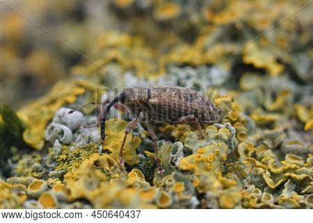 Closeup On An Overwintering Plant Parasite Weevil Beetle, Dorytomus Longimanus Sitting On A Piece Of