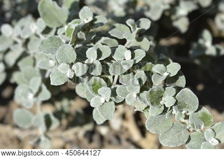 Liquorice Plant Green Leaves In The Garden