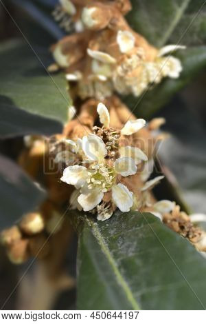 Japanese Medlar White Flowers In The Winter