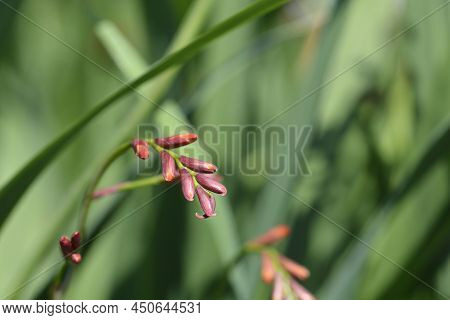 Montbretia Carmin Brilliant Flower Buds In The Garden
