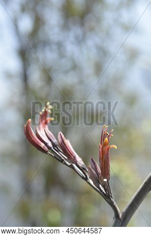Bronze New Zealand Flax Branch With Red Flowers