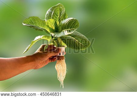 Hand Of Young Man Holding A White Hydroponic Pot With Vegetable Seedlings Growing On A Sponge Isolat