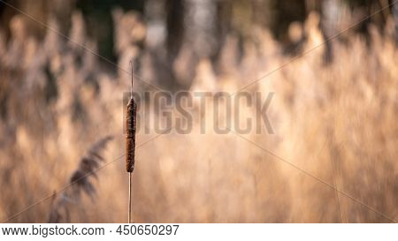 Reeds In The Wind. Typha Latifolia In Sun. Broadleaf Cattail. Bulrush. Natural Environment.