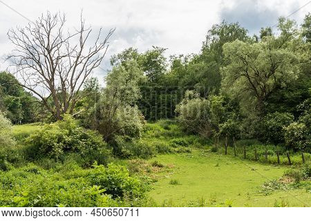 The Green Semi-natural Meadows Of The Kauwberg Nature Reserve , Summer,  Uccle, Belgium,