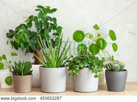 green houseplants succulent aloe vera, gasteria duval, pilea depressa, parodia warasii