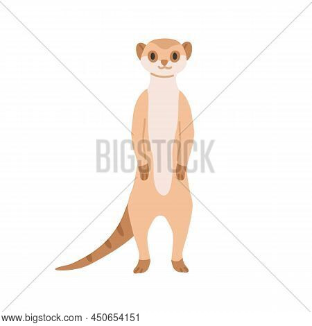 Meerkat From African Savanna. Cute Smiling Suricate. Wild Exotic Small Suricata Suricatta. Tropical 