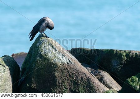 Western Jackdaw, Coloeus Monedula, Sittin On A Boulder With Blue Sea In The Back On A Sunny Day Of W