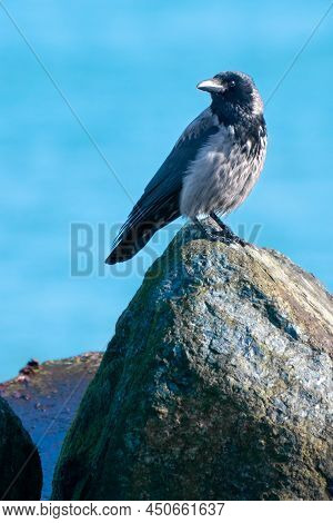 Western Jackdaw, Coloeus Monedula, Sittin On A Boulder With Blue Sea In The Back On A Sunny Day Of W