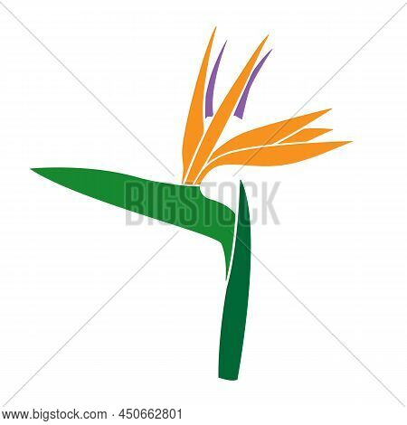 Vector Illustration Of Tropical Strelitzia Reginae Or Bird Of Paradise Flower Isolated On White Back