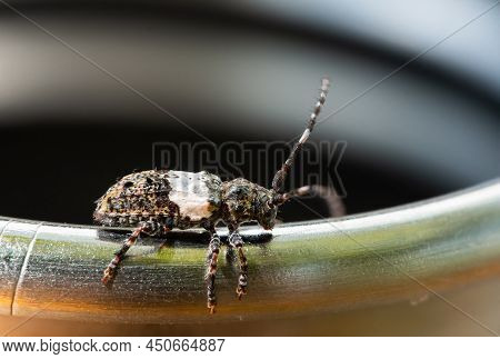 A Small Longhorn Beetle (pogonocherus Hispidulus) Resting On The Edge Of A Glass
