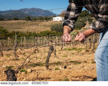 The Winegrower Ties The New Shoot To The Wire After Pruning. Traditional Agriculture. Winter Pruning