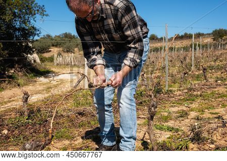 Farmer Pruning The Vine In Winter. Agriculture.