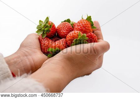 Young Woman's Hand Having Picked A Bunch Of Organic Strawberries, This Is An Ideal Fresh Fruit Full