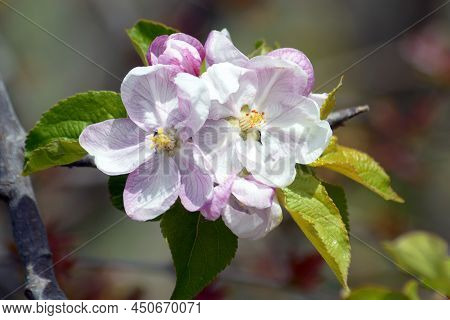 Spring Branch Apple Blossoms.\nbranch Of A Blossoming Apple Tree. Apple Bud