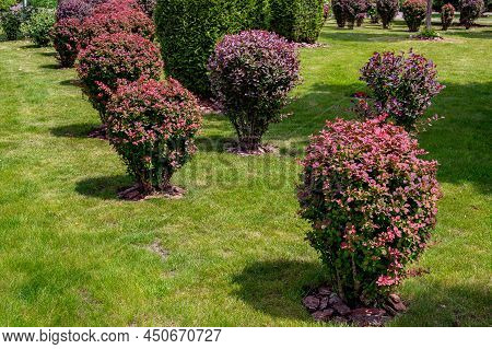 Deciduous Bushes With Red And Green Leaves In Backyard Garden Bed With Mulch Of Barck, Landscaped Pa