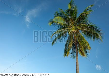 Coconut Palm Trees Bottom View Close Up Bottom View Of Fresh Leaves On A Palm Tree Green Leaves Of C